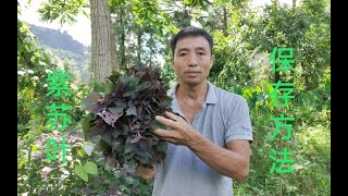紫苏叶这样保存，放很长时间都是新鲜的，吃一年都不会坏