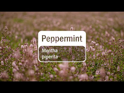 doTERRA Peppermint Essential Oil (Translated Subtitles)