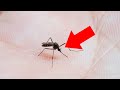 触角をとった蚊を皮膚に乗せると…