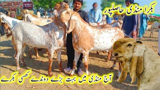 Bakra mandi Hasilpur makhi cheene bakre bakra Eid k rate khassi bakre |Bakra mandi Hasilpur