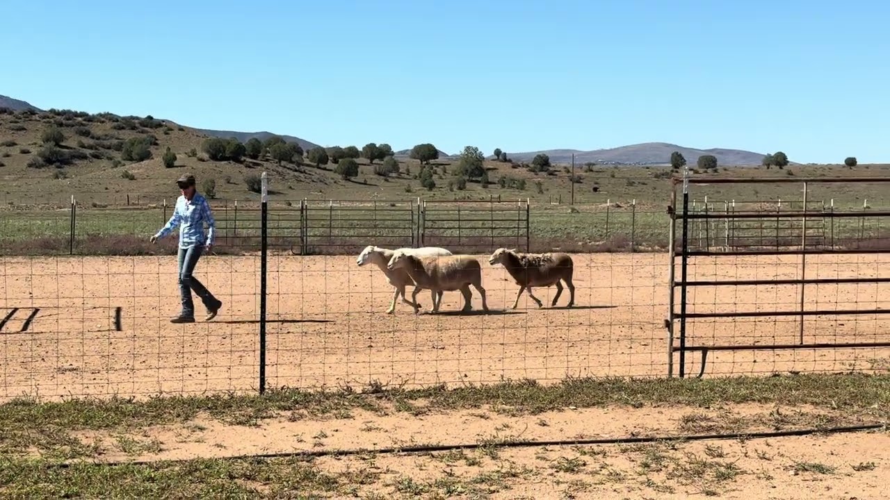 AHBA Herding Trial Level 1 - Dylan