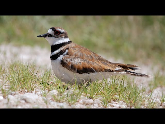 Watch Field Notes: *Killdeer* on YouTube.