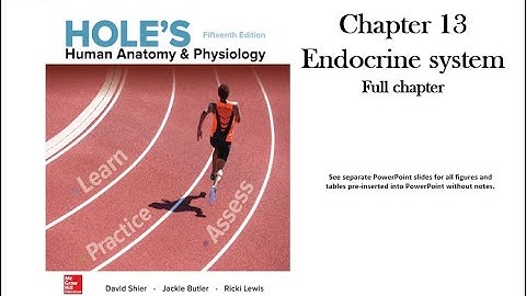 Holes Chapter 13 Endocrine system video