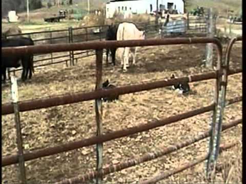 Knight Family Border Collies breaking 