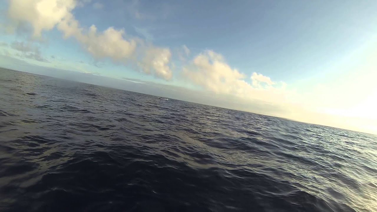 LS Catamarans - Sailing with dolphins