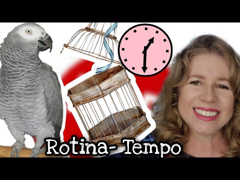 Vídeo: Como Manter Um Papagaio Cinza