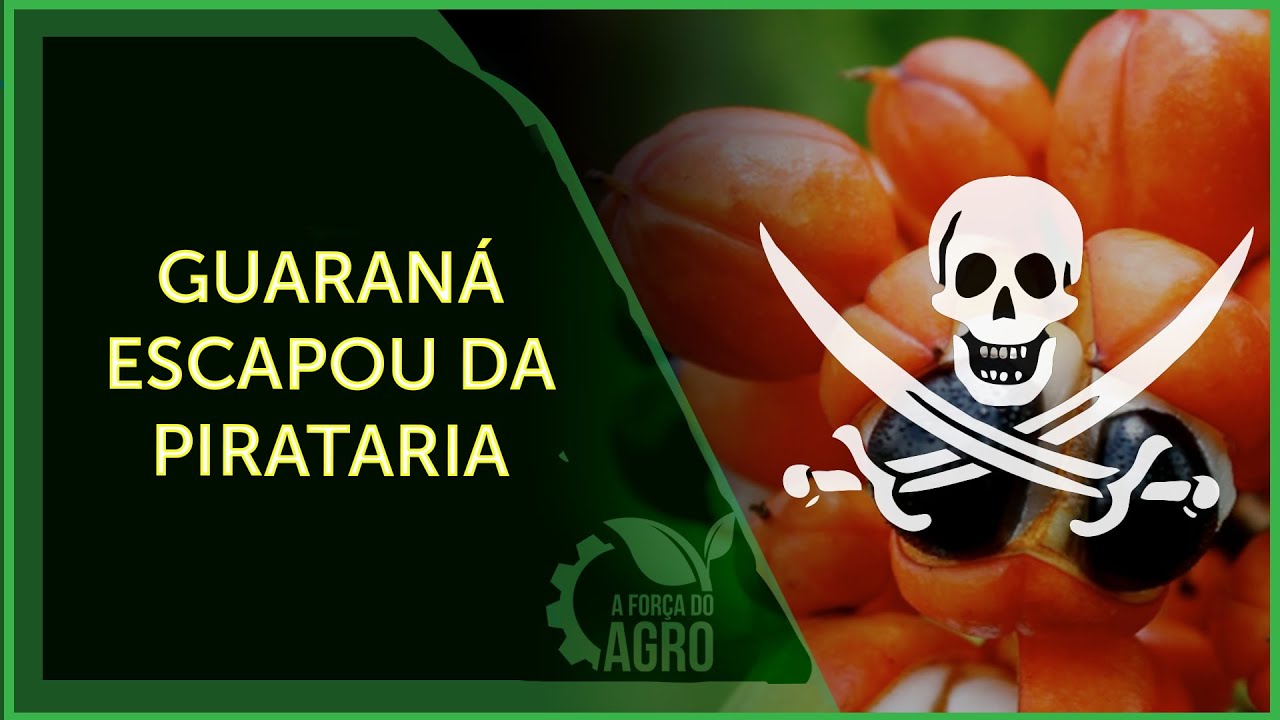 Como o Brasil mantém exclusividade na produção do guaraná