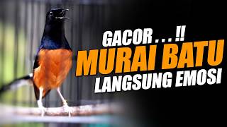 FUL EMOSI‼️PANCINGAN KONDANG TERJAMIN LANGSUNG IKUT GACOR