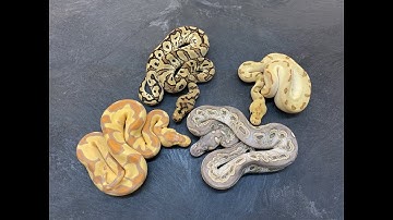 There are Clowns all around me!