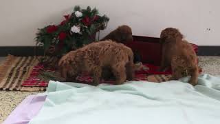 Cavapoo Puppies For Sale