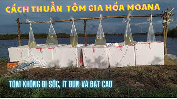 CHIA SẼ KINH NGHIỆM THUẦN TÔM TRƯỚC KHI THẢ ÍT BỊ "SỐC, BÚN, BƠI MẶT NƯỚC" GIÚP ĐẠT ĐẦU CON, MAU LỚN