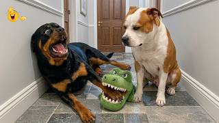 The Funniest Cats &amp; Dogs Ever 🤣 Ultimate Funny Animal Compilation 2026