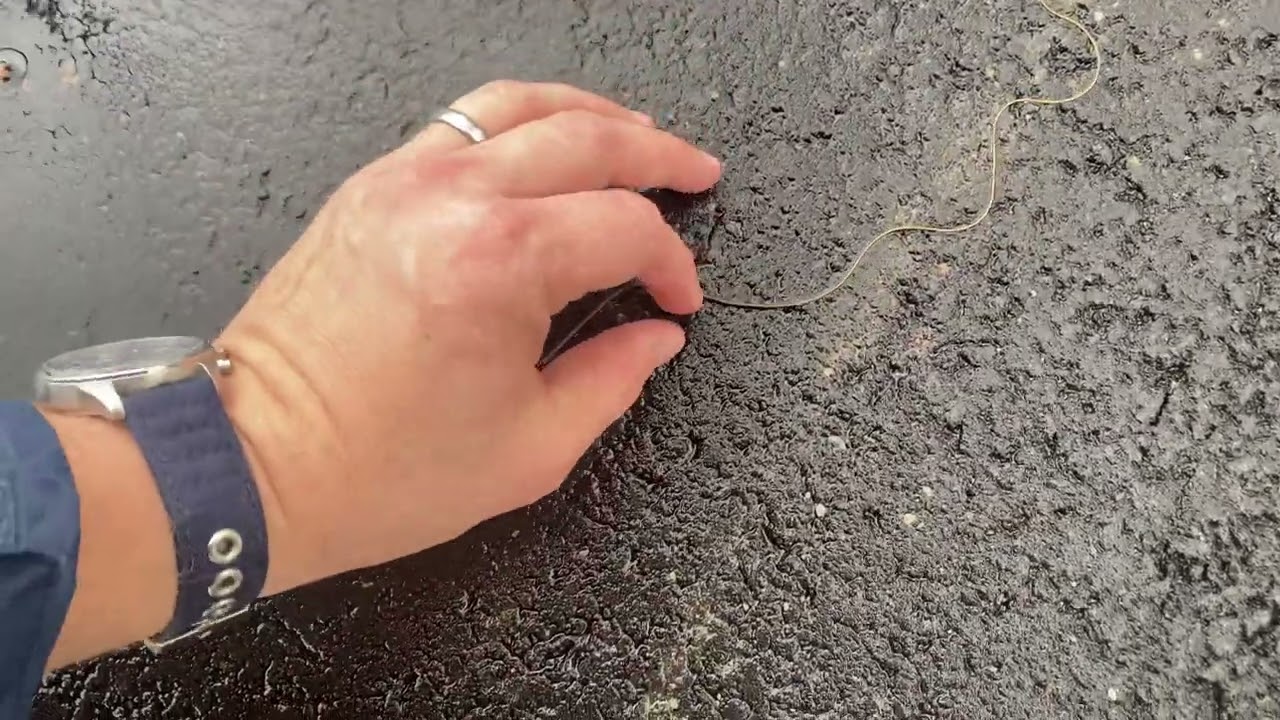 Longest worm I’ve ever seen