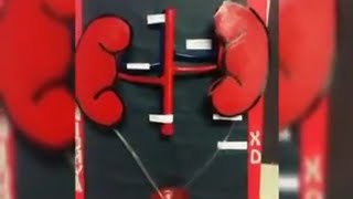 How To Make Excretory System (Working Model) To Make Excretory System With Waste Material