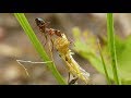 Red Ant Struggles To Move Grasshopper Carcass