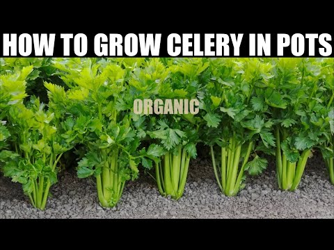 How To Plant Celery | SEED TO HARVEST | FULL INFORMATION