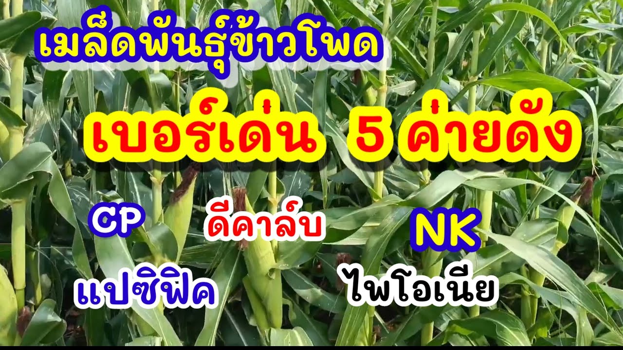 เมล็ดพันธุ์ข้าวโพด เบอร์เด่น 5ค่ายดัง