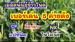 เมล็ดพันธุ์ข้าวโพด เบอร์เด่น 5ค่ายดัง