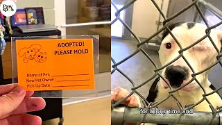 Shelter Dogs Get Adopted  Priceless Moments When Shelter Dogs Realized They Are Being Adopted