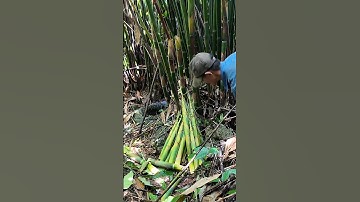 măng nứa tép tươi ngon