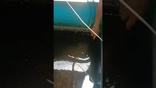 wifi water pH, temperature and salinity sensor monitoring via android ( DIY arduino version by UNM )