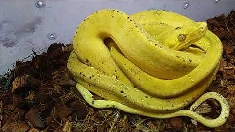 Yellow amazon tree boa