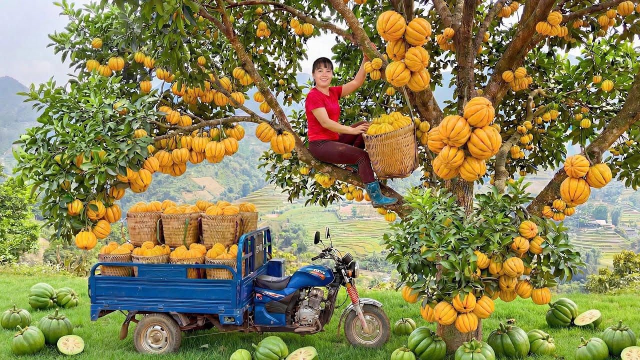 Climbing a Tall Tree to Harvest Sour Fruits | Taking Them to the Countryside Market