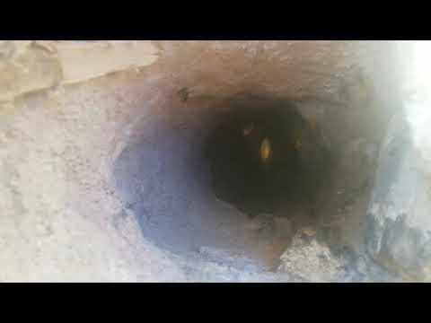 ყვითელი ფუტკარი