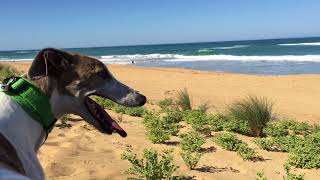 Our Greyhounds first beach experience (2017)