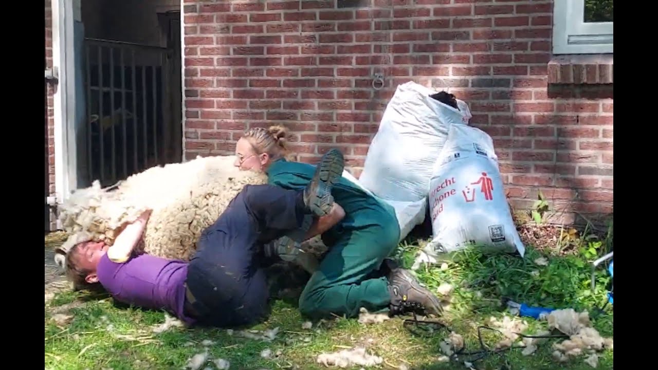 Schapen worstelen met de schapenscheerders