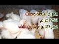 الفراخ البيضة عمر ٢٧ يوم وزن الفراخ ١٩٥٠ جرام بدون علف من اول يوم ربي الفراخ البيضة بربع التكلفة 