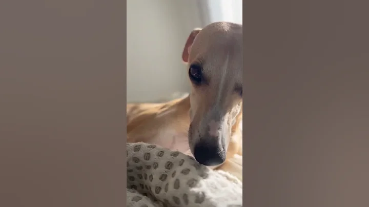 Dog sunbathing at home #whippet #cute #dog