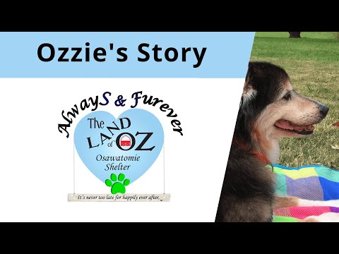 Transform Hope: The Story of Ozzie and the Rebirth of the Osawatomie Shelter