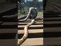 Epic Snake vs Mountain Lion Fight on Railroad | RDR2 Animal Short#shorts #rdr2