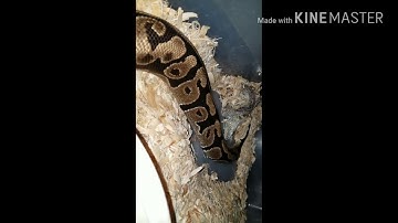 Leopard Geckos and ball python Update