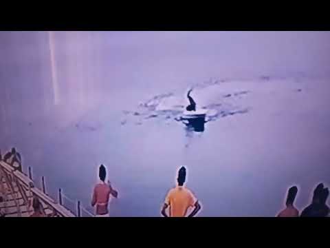 акула-людоед в Хургаде ,видео очевидца