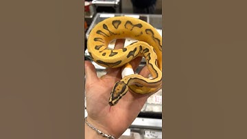 Super Orange Dream Super Scrambler Hypo Piebald by Matt Pistone 🤯🫶🏼 #ballpython #reptileworld