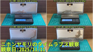 【Memorandum】 2025年11月11日 RPi-Cam-Web-Interfaceを用いたニホンヤモリのTimelapse観察