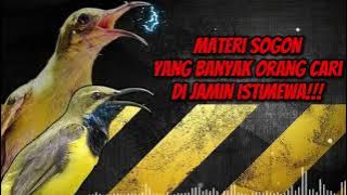 MASTERAN SOGON‼️ MATERI YANG BANYAK ORANG CARI DIJAMIN ISTIMEWA #sogon #sogongacor #sogokontong