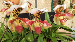 Mis Orquídeas Paphiopedilum 'Zapatito'  Cuidados Especiales que pocos conocen