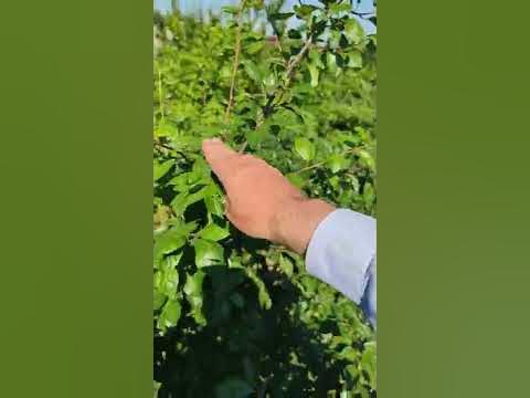 часть 3 обрезка сливы была весной теперь летом чтобы были красивые ...