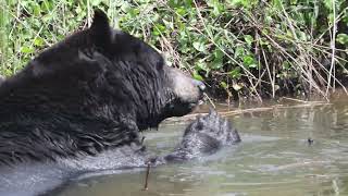 Eastern NC Black Bears