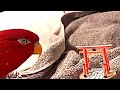 ⛩️TORII🍅