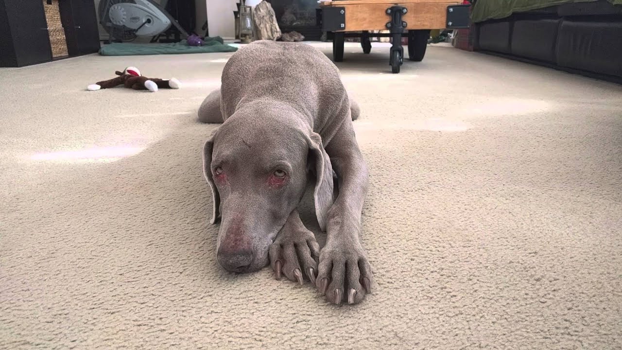 camera iphone 8 plus apk Lilly is sleepy Weimaraner Dog watches