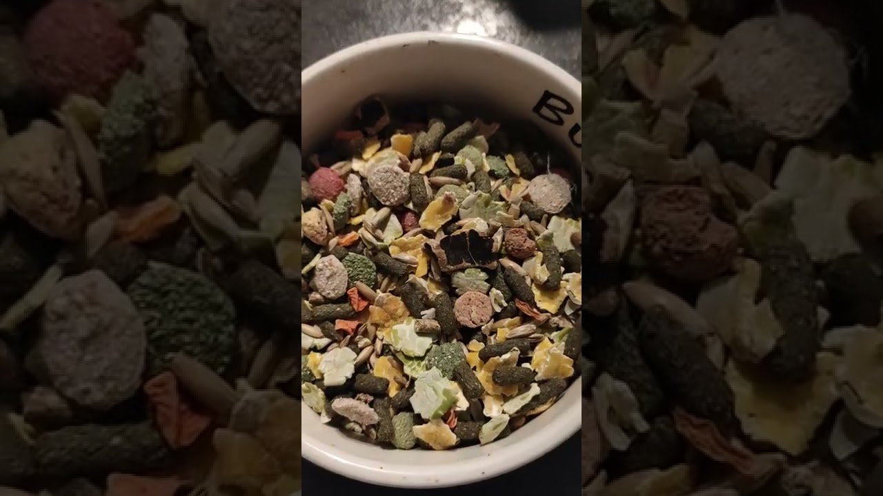 Nourriture Premium Pour Canaris Beaphar XTRAVITAL - 500g - Fruits, Graines Et Pâtée Aux Œufs - Renforce L'Immunité