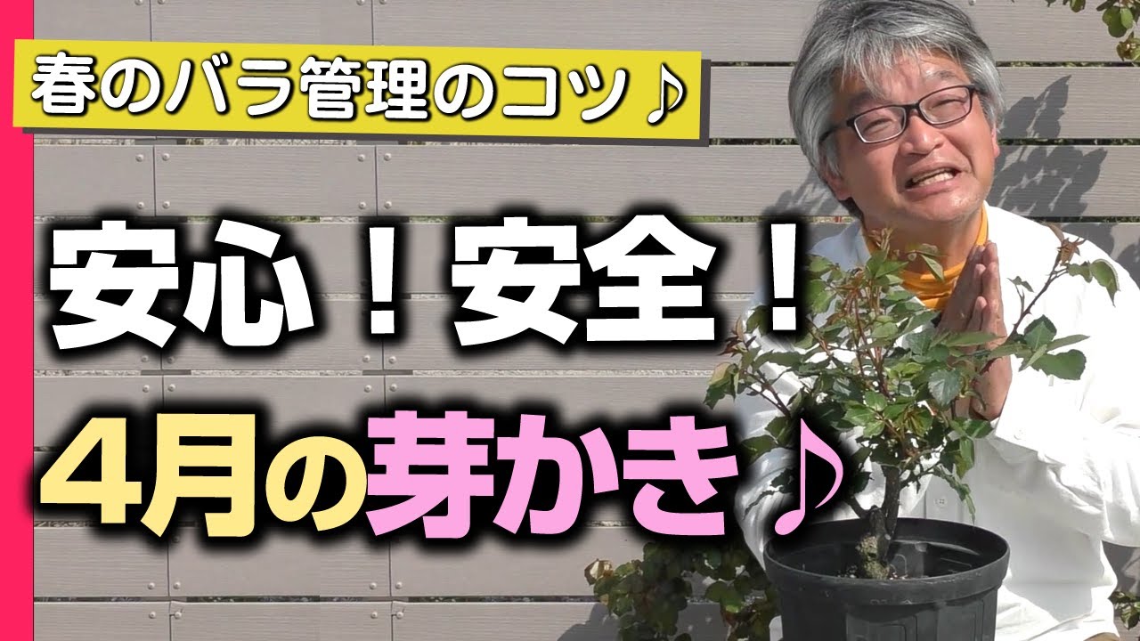 【バラの育て方】春のバラ管理のコツ♪安心！安全！4月の芽かき♪（2022年4月15日）