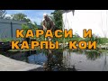 Карпы Кои и караси, конец июля. Кормление рыбы в пруду