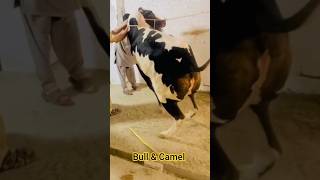 Bull and Camel aggressive position #mustwacth#trendingshorts#foryourpage#viralshorts👍❤️💯