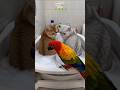 Cat Bath Fun with Parrot 😹#cat #viral #funny #tranding #aiart #YouTube channel#@alecgoshorts #@