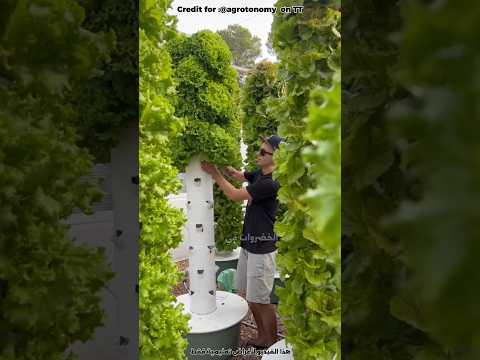 كيف تزرع الخضروات في المنزل